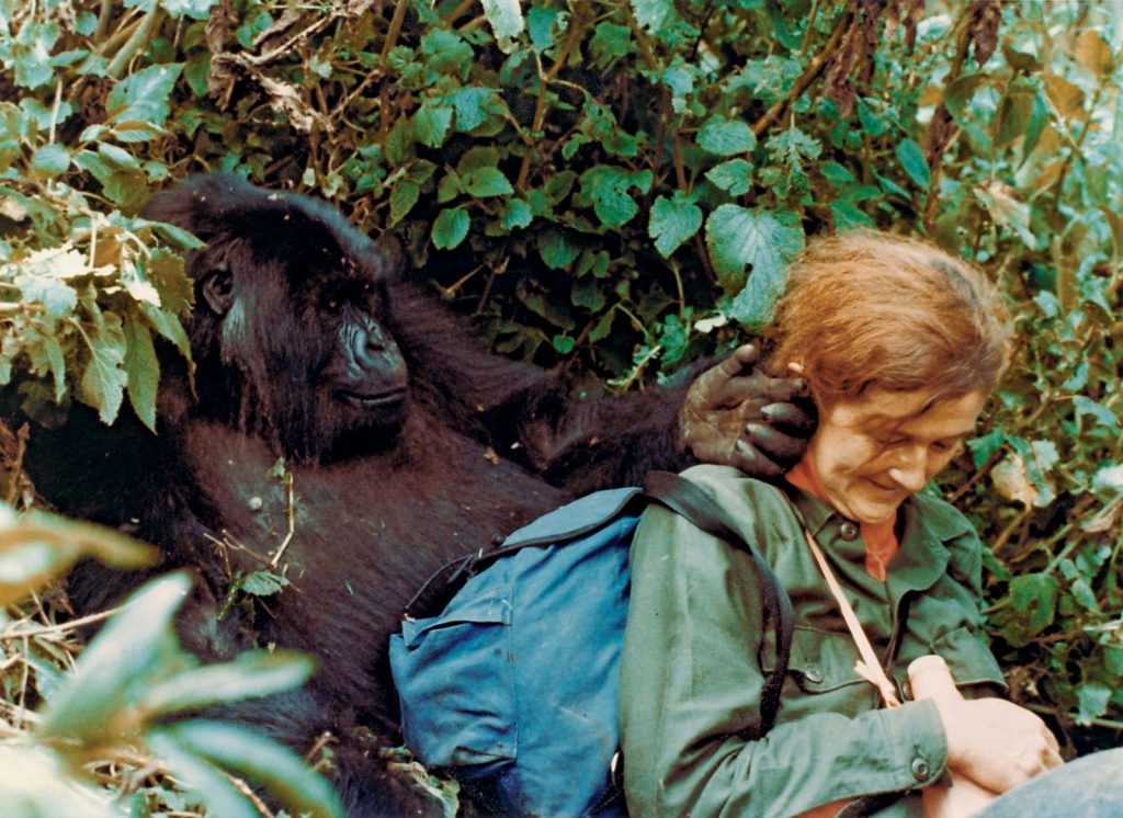 Dian fossey était très proche des gorilles. Il y avait des contact physique doux entre elle et eux.