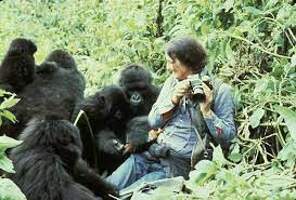 Dian Fossey en train de photographier les gorilles